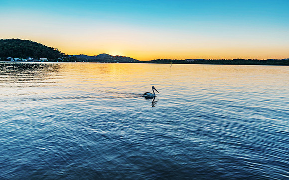 Sunrise over the bay with pelican