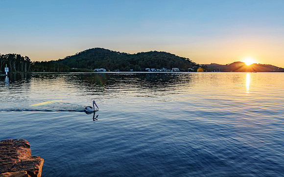 Sunrise over the bay with pelican