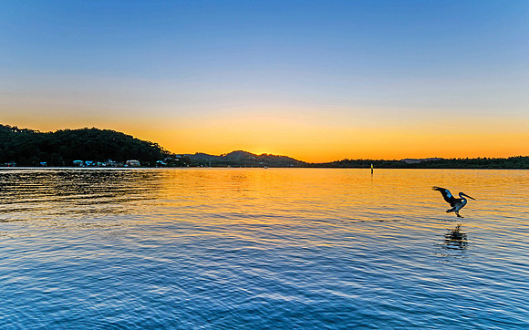 Daybreak at the Waterfront with Pelican