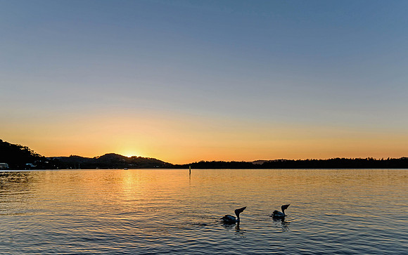 Sunrise over the bay with pelicans