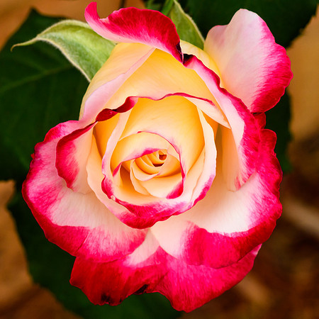 Two toned yellow and pink rose