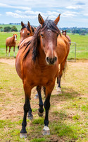 On the Farm: Horses in the paddock