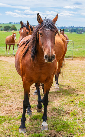 On the Farm: Horses in the paddock