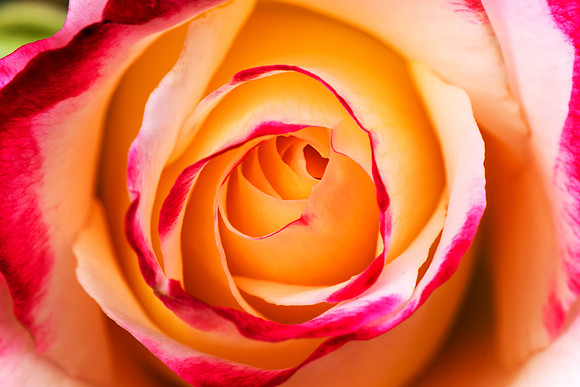 Two toned yellow and pink - Peace Rose