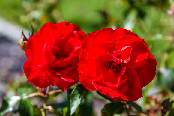 Red roses in full bloom