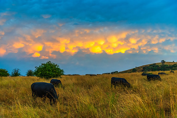 Sunset over farmland with mammatus clouds and cows