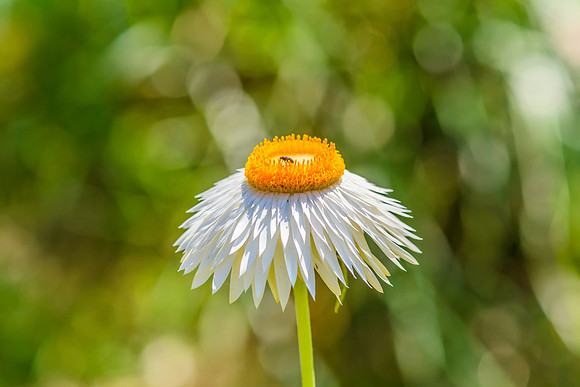 White Paper Daisy Flower