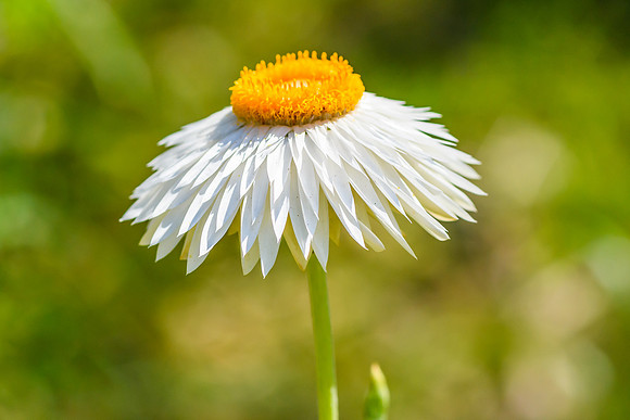 White Paper Daisy Flower