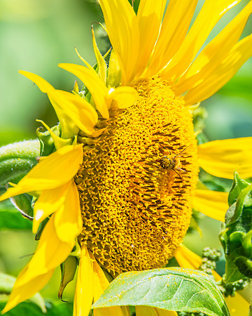 Stunning Summer Sunflowers and Honey Bees