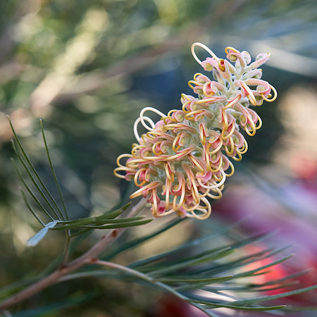 Springtime - Pink Grevillea in flower