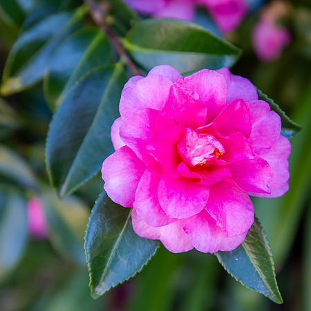 Pink Camellia Flower