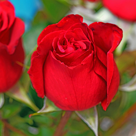 Red Roses