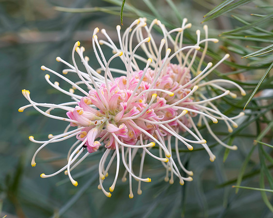 Soft colours in the garden - grevillea flower