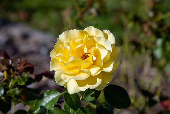 Yellow rose in full bloom