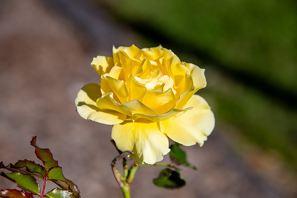 Yellow rose in full bloom