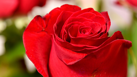 Red Roses