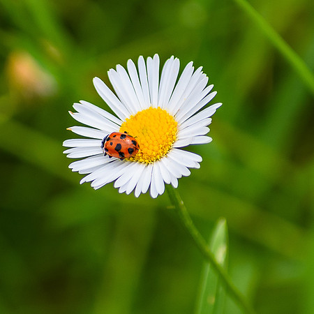 Ladybird on a daisy flower