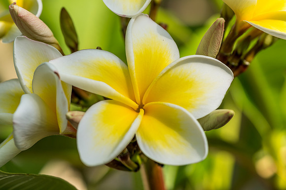 Yellow and White Frangipani Flowers