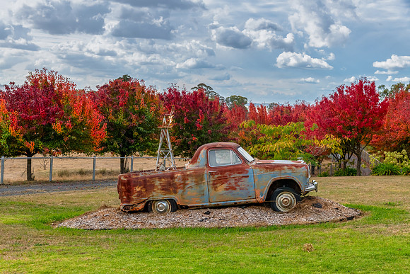 Autumn foliage on the tree lined rural driveway with rusted ute