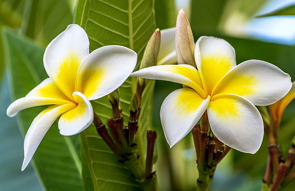 Yellow and White Frangipani Flowers