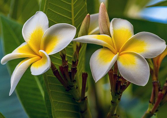 Yellow and White Frangipani Flowers