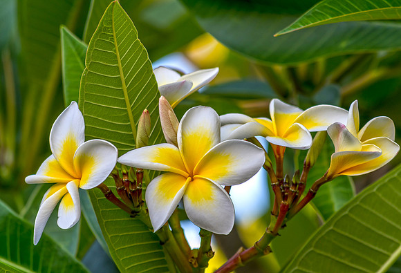Yellow and White Frangipani Flowers