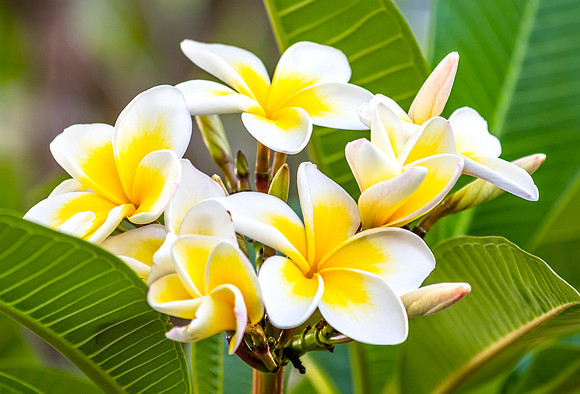 Yellow and White Frangipani Flowers