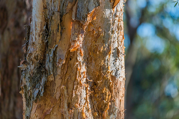 Paperbark gum tree