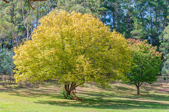 Early Autumn at Lake Canobolas