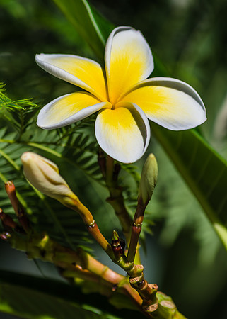 Yellow and White Frangipani Flowers