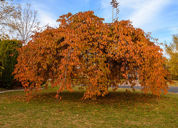 Weeping Cherry Tree