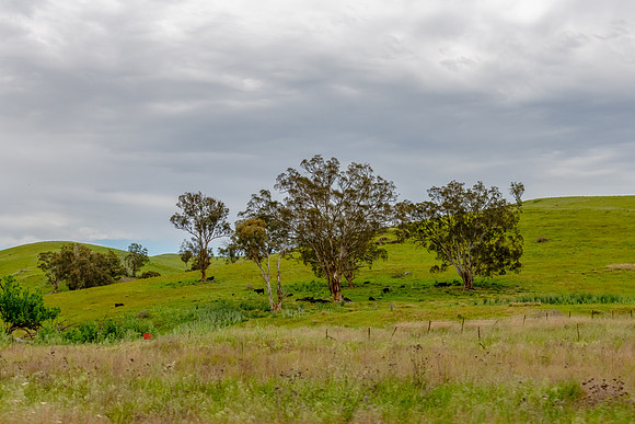 Rural scenery between Cudgegong and Mudgee on a road trip enjoyi