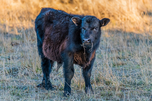 Calf in the paddock with long winter grass