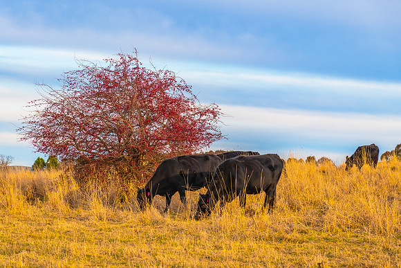 Later afternoon cloud cover over the countryside with cows