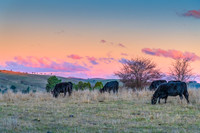 Cows and calves in the paddock