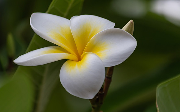 Yellow and White Frangipani Flower