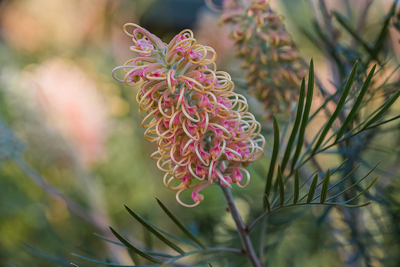 Springtime - Pink Grevillea in flower
