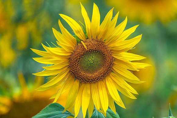 Stunning Summer Sunflowers and Honey Bees