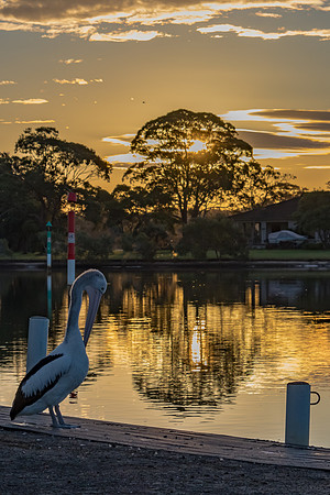 Pelican in the sunset light