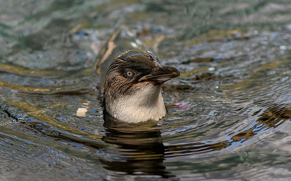 Little Penguin in the water