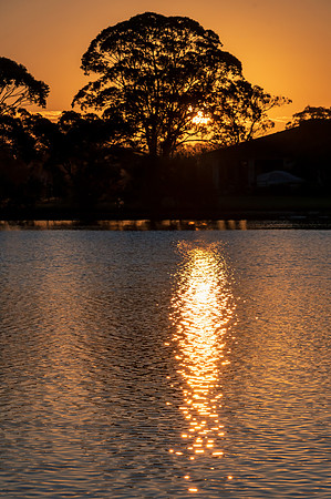 Sunset through the tress at the lakes edge