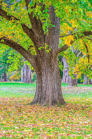 Castlemaine Botanical Gardens in late Autumn
