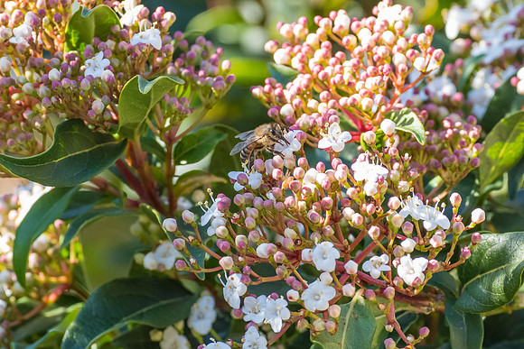 Blossoms and bee