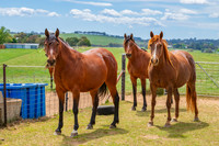 On the Farm: Horses in the paddock