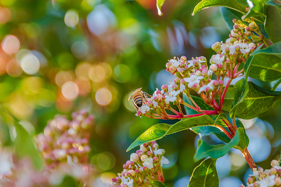 Blossoms and bee