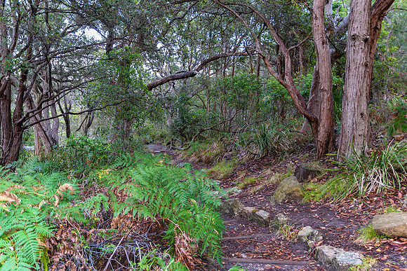 Into the bush - National Park