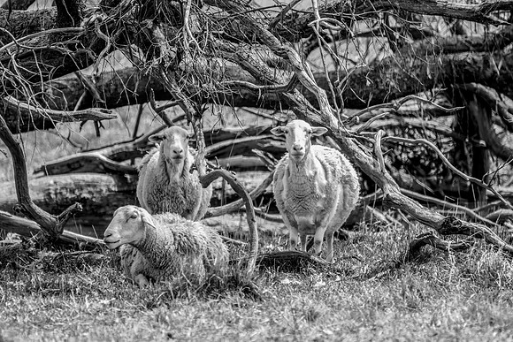 On the farm with the sheep