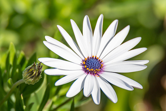 White Osteospermum Daisy With Purple Center