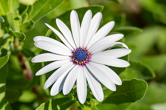 White Osteospermum Daisy With Purple Center