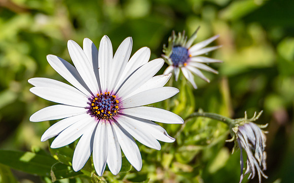 White Osteospermum Daisy With Purple Center